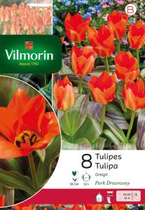 Tulipe Greigii Park Dreamway
